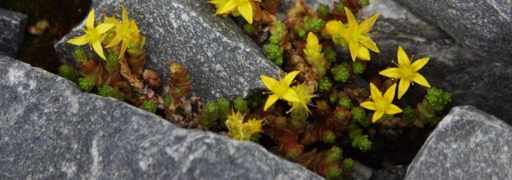 Put alternative text here : no